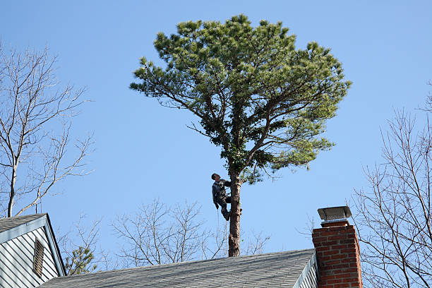 Best Emergency Tree Removal  in Forrest City, AR